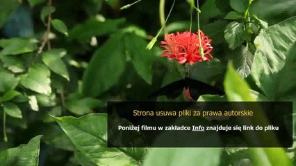 poradnik dla woja mentala