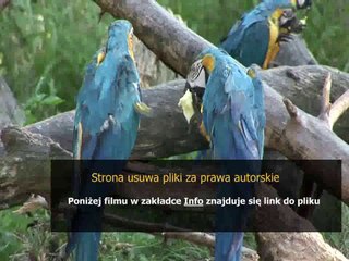 kupony do pobrania mcdonalds