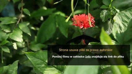 sposoby na bolace gardlo u dzieci