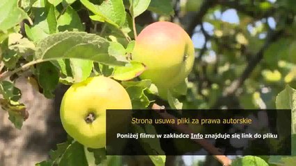 instrukcja obslugi kasy fiskalnej maluch bis