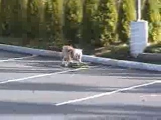 Le chien à Tony Hawk