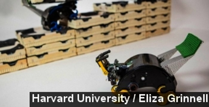 Robot Termites Can Build Complex Structures