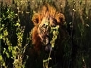 مشكلة خروج الأسود من المتنزه الوطني في نيروبي