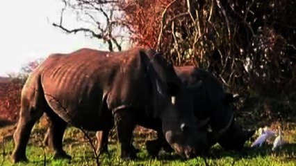 World leaders meet to tackle animal poaching
