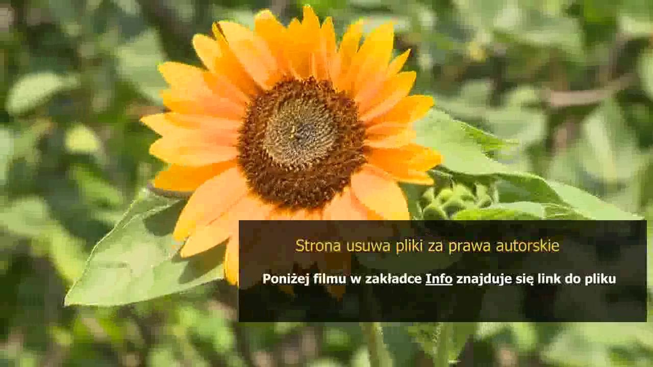 sposob na dziewczyne kinomaniak