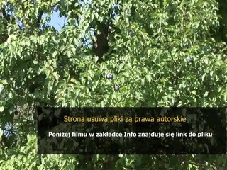 instrukcja ford focus ii