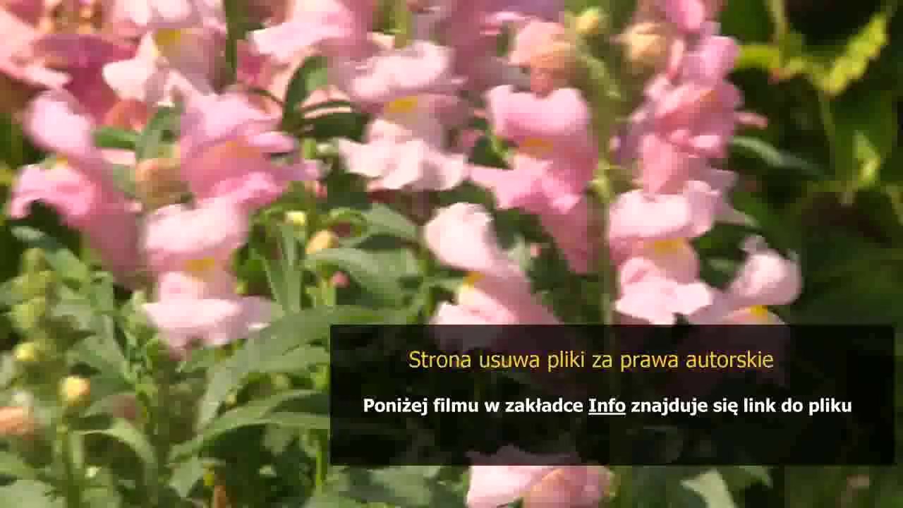 ziololecznictwo poradnik dla lekarzy pod red aleksandra ozarowskiego