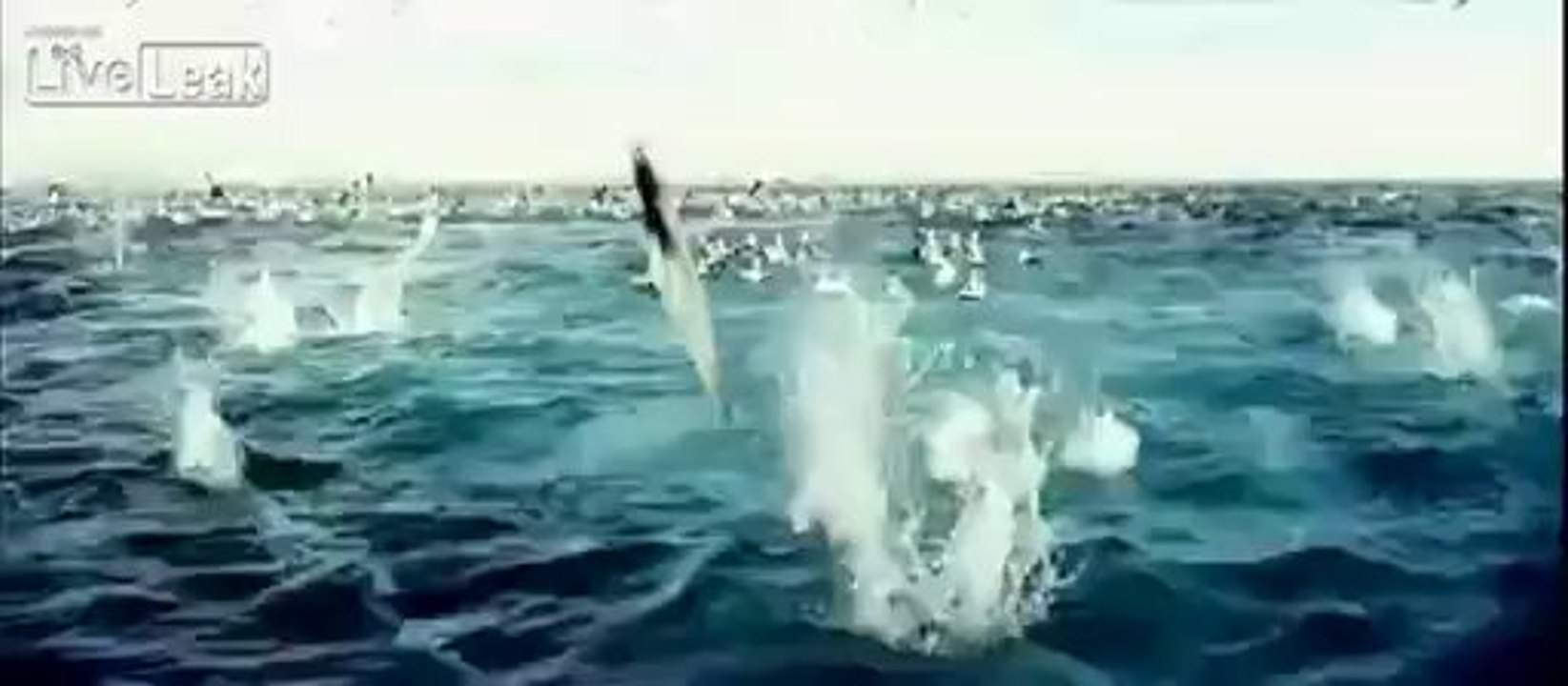 Spectacular capturing of birds hunting fishes