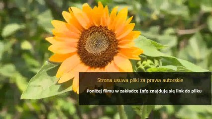 poradnik dla mezczyzn ceniacych sobie wolnosc