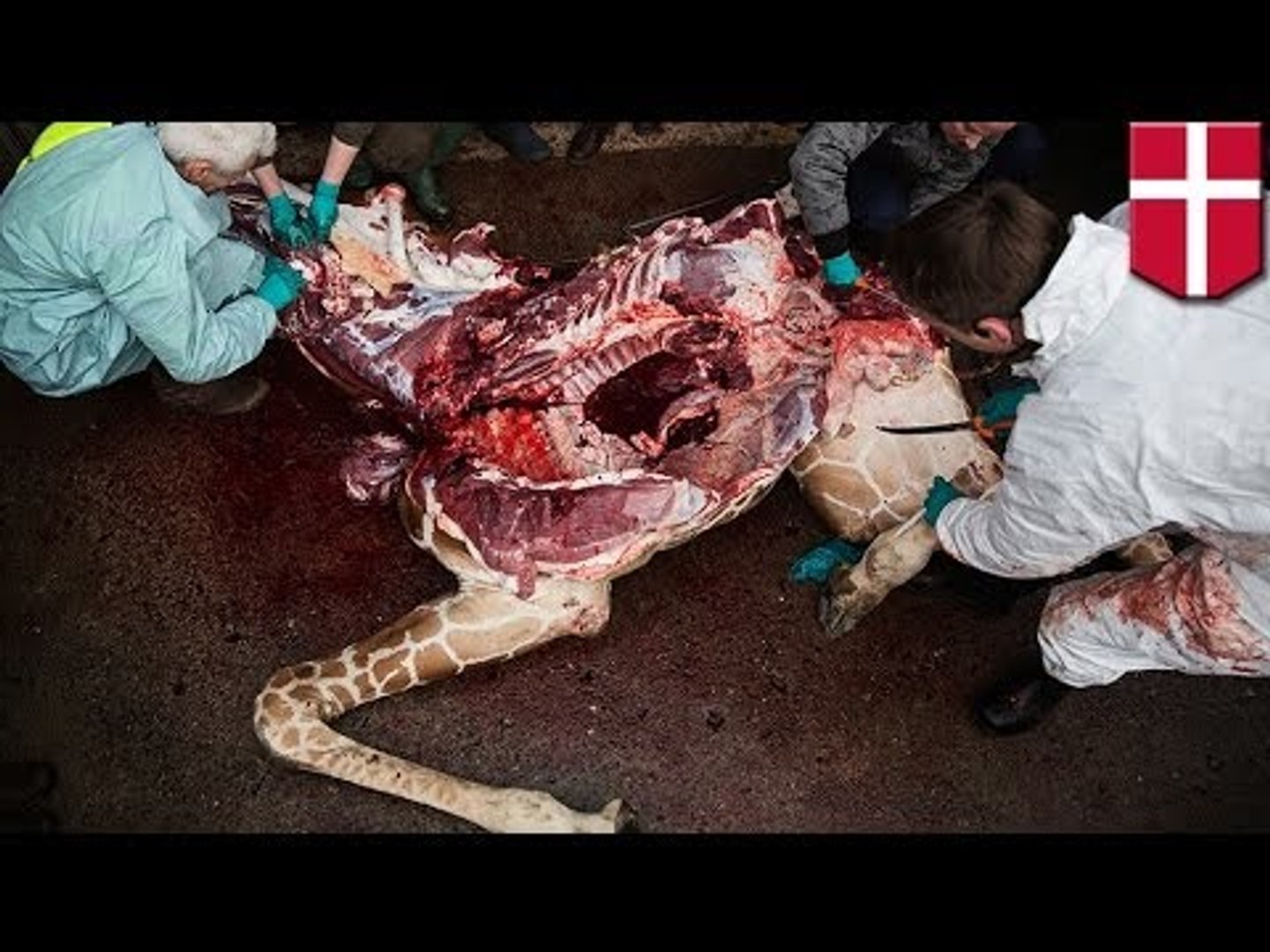 ⁣Denmark giraffe controversy: Second zoo plans to kill giraffe called Marius