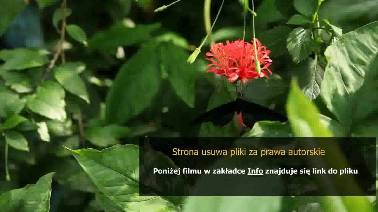 poradnik dla admina cs amx