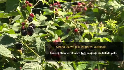 dalmierz bosch plr 30 instrukcja obslugi