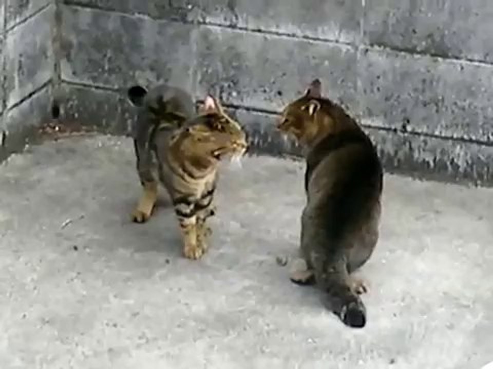 CAT Fight