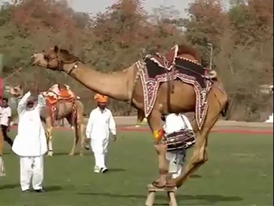 amazing video
