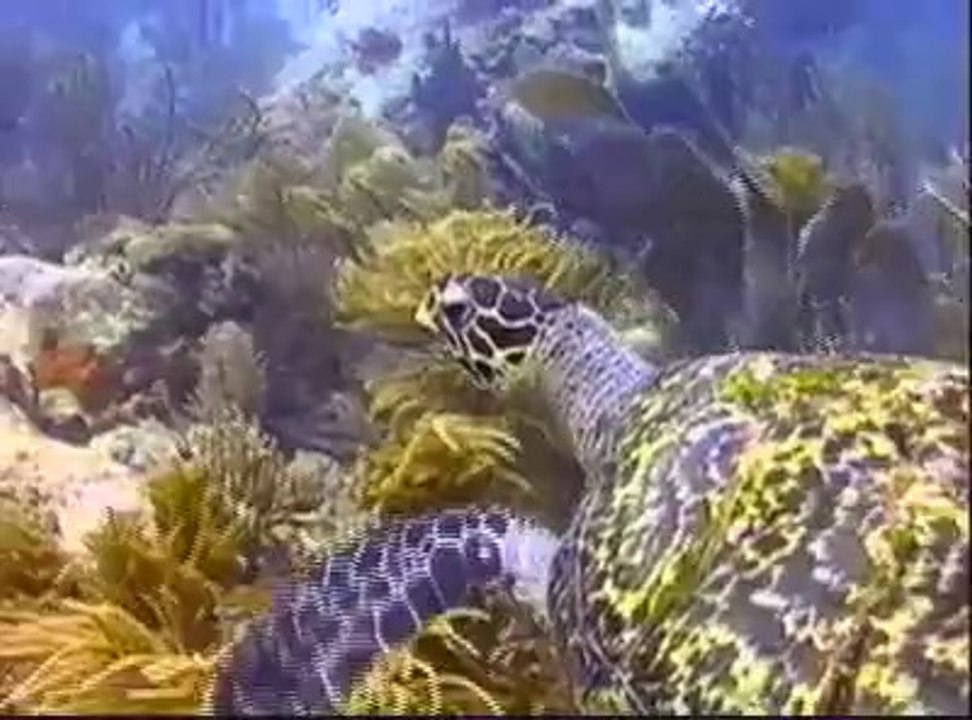 Last Journey for the Leatherback_