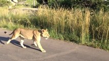Une lionne attaque un lion pour défendre son petit