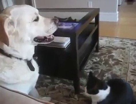 Il cane più paziente al mondo. Guardate cosa gli combina il gatto