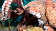 Octopus tries to steal camera from diver