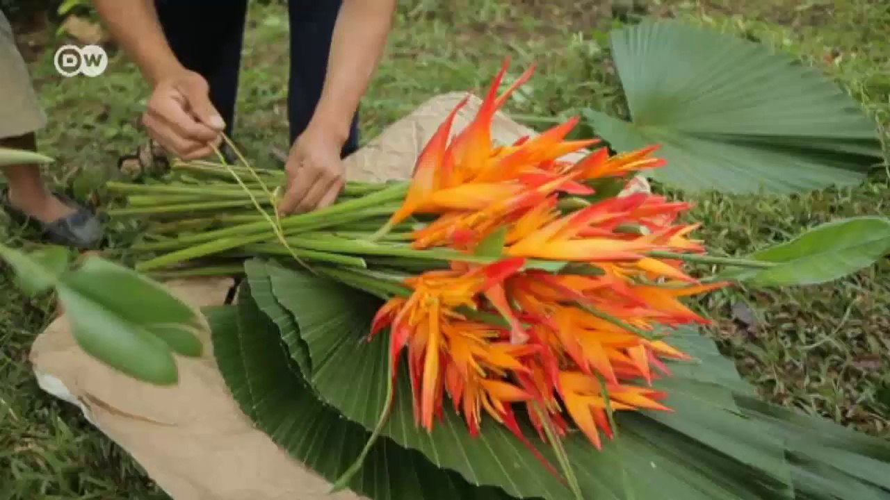 Leben am vulkan tacaná |