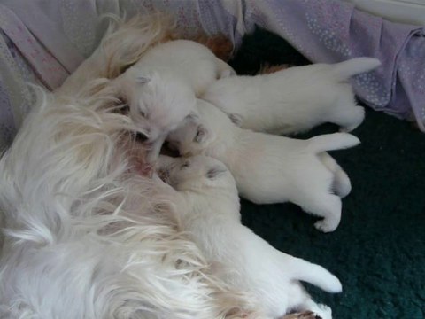 Tétée de 4 bébés westies : 3 ème semaine