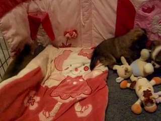 13 février 2014 Isis en action