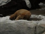 Japon: un ours polaire heureux de voir de la neige – 14/02
