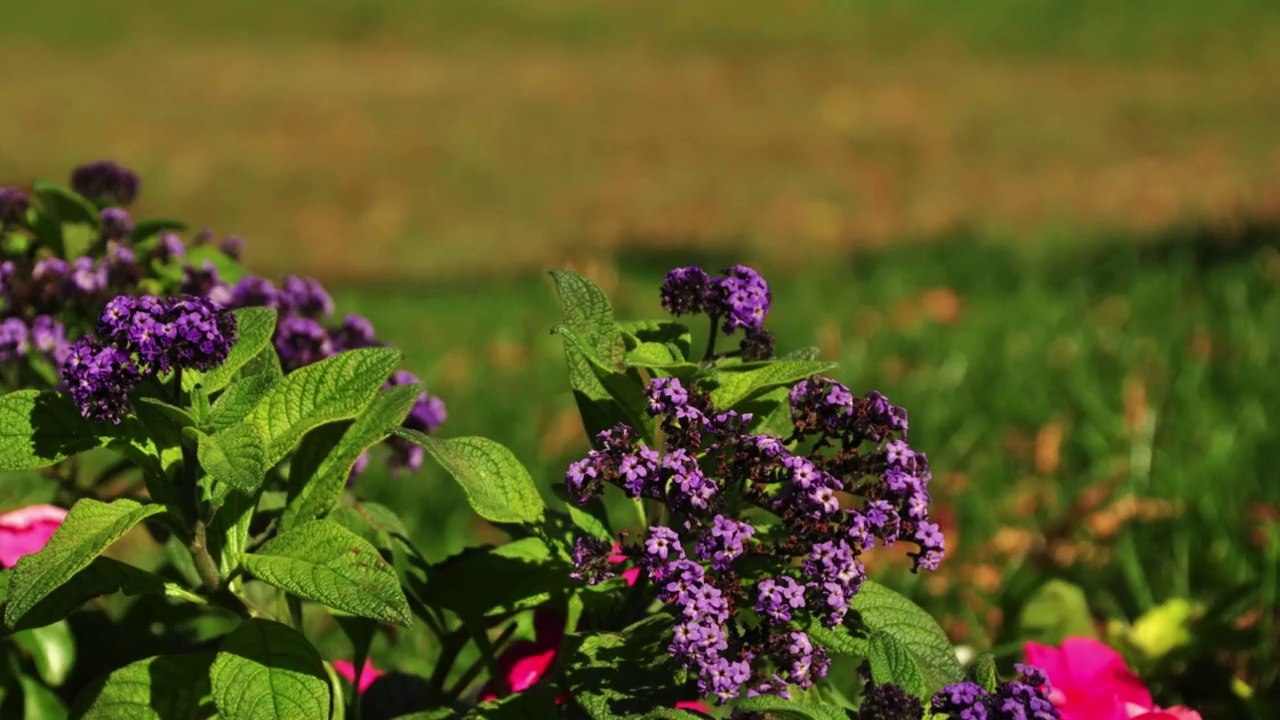 Le jardin public au fil des saisons
