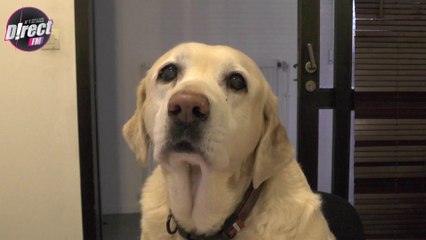 Portrait de Cannelle - Mascotte de Direct FM