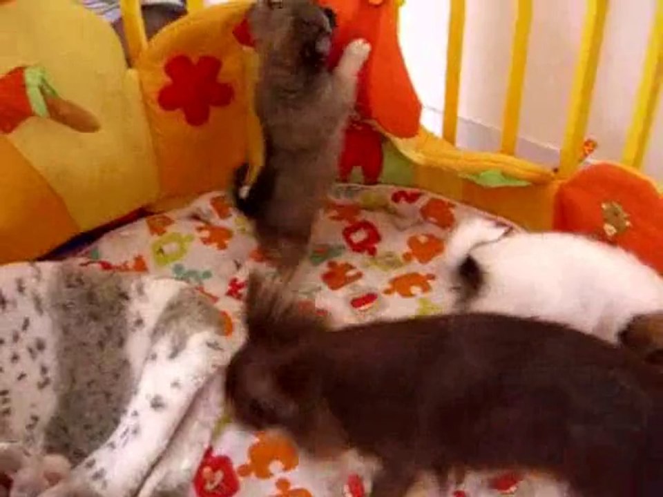 La récréation des bébés chihuahua à l'élevage  du Moulin aux Merles