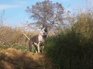 Ballade à la Salette le 14/02/2014 avec Nikita, Eliot et Eros n° 4