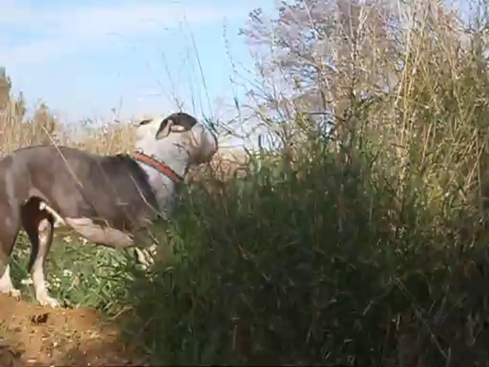 Ballade à la Salette le 14/02/2014 avec Nikita, Eros et Eliot n° 5