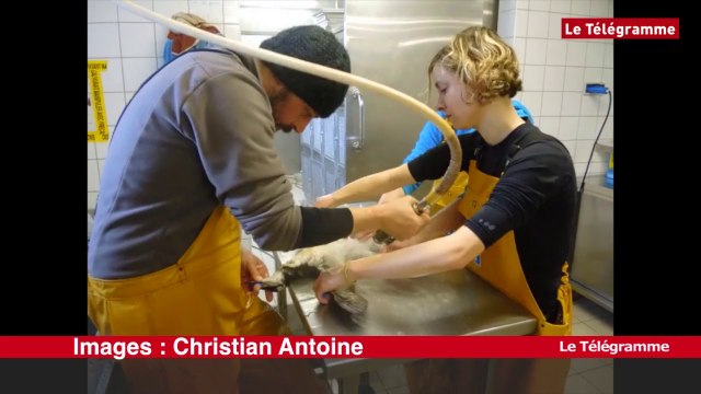 LPO. La station de l'Ile Grande ne désemplit pas