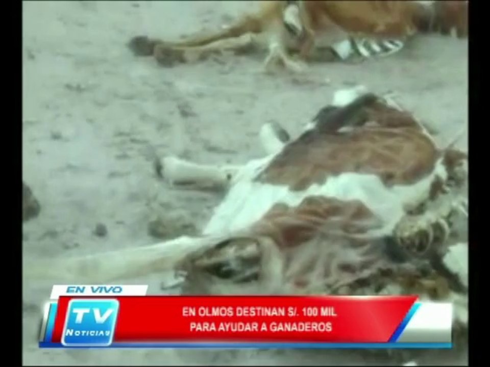 Chiclayo: En Olmos destinan 100 mil soles para ayudar a ganaderos  13 02 14