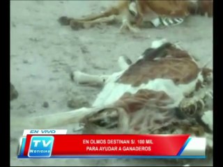 Chiclayo: En Olmos destinan 100 mil soles para ayudar a ganaderos  13 02 14