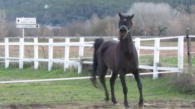 ADISHA EL NOUR black straight egyptian arabian mare in arabian pasha stud France