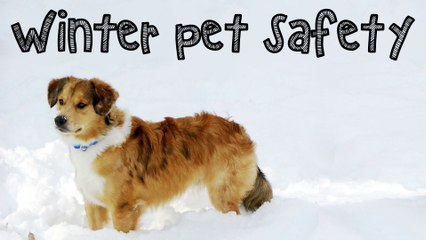 Pet safety: Top tips for winter