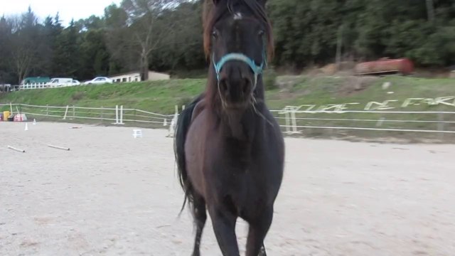 ADISHA EL NOUR black straight egyptian arabian mare in Arabian Pasha Stud France