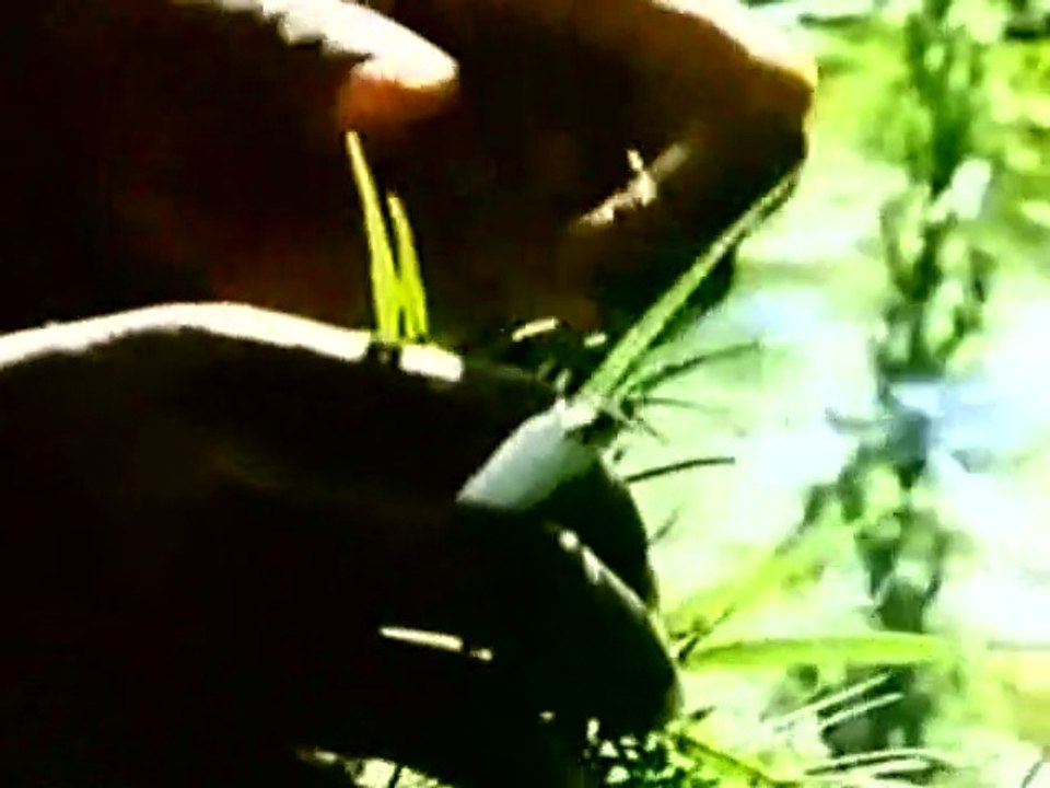 Peter Tosh ► Legalize It (SnOOp Edit) • (HQ)