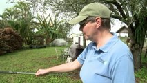 Burmese pythons swarm South Florida