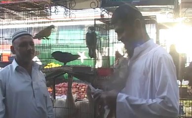 Khan Khawar land line no & piegon PKG_x264