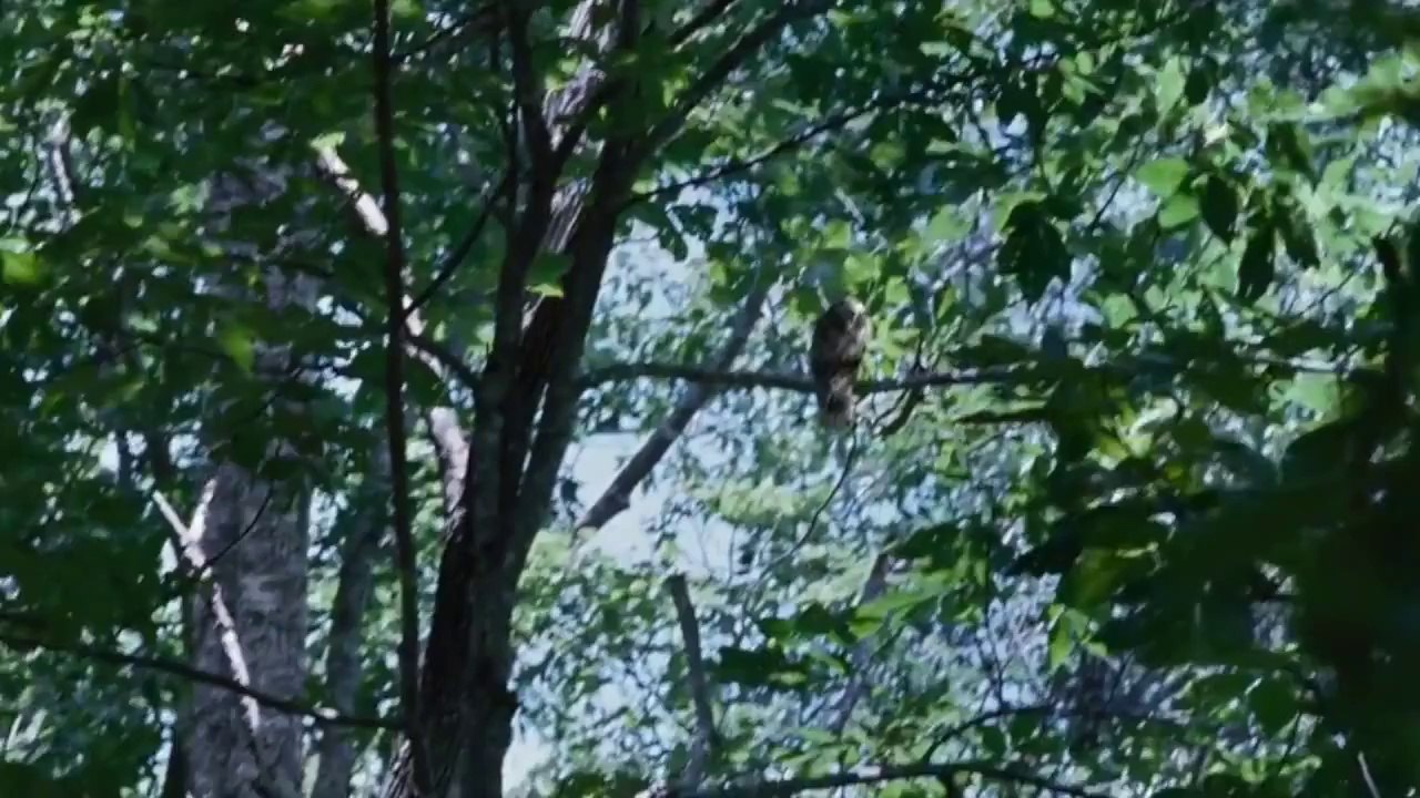 Chibi Fangirl Episode 12- Hunger Games vs Twilight