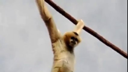 Funny Monkey offers a surprise to the public