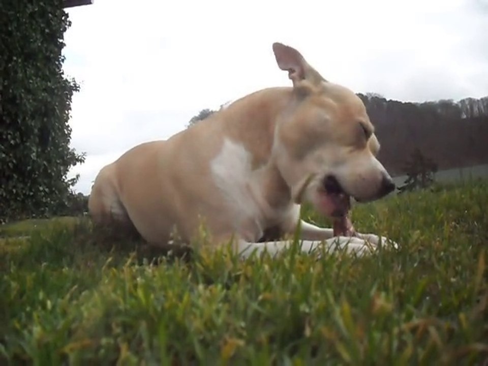 American Staffordshire Terrier