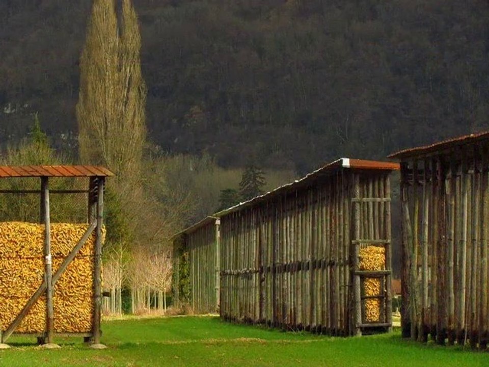 Maïs...des séchoirs au silo.