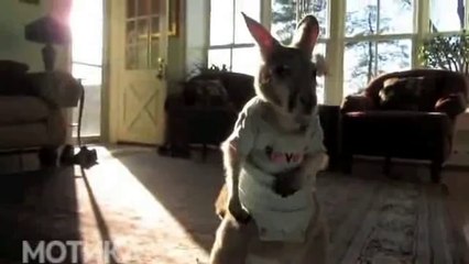 МОТИКА: Животот со кенгурче домашно милениче е многу весел и убав