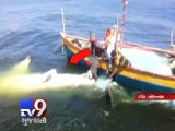 Whale shark rescued from fisherman's nets in Gir Somnath - Tv9 Gujarati