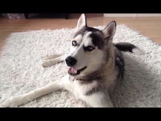Huskies Saying I Love You Compilation