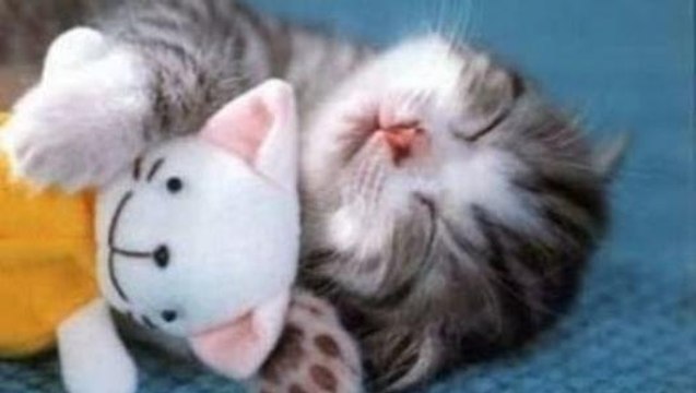 Kittens Falling Asleep Suddenly Videos