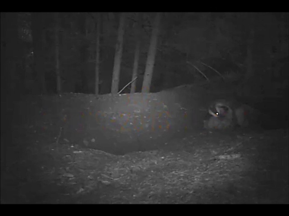 blaireau et blaireautins à la  tombée de la nuit