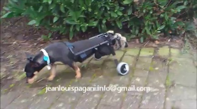 chariot pour chien handicapé voiturettepourchien.org